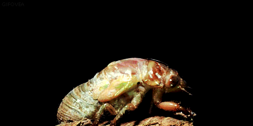Insects Molting GIF