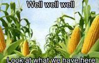 Corn Cornball GIF