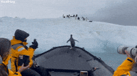 Penguin Takes a Ride on an Antarctic Taxi