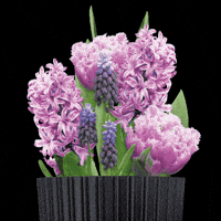 Bulbious flower flowers garden netherlands GIF