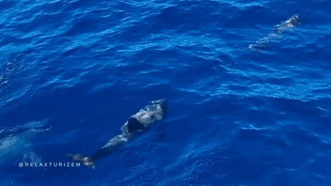 relaxturizem giphyupload dolphin tenerife canaryislands GIF