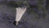 Rm Indigo GIF