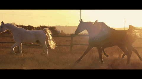 Horses Afrikaans GIF by Universal Music Africa