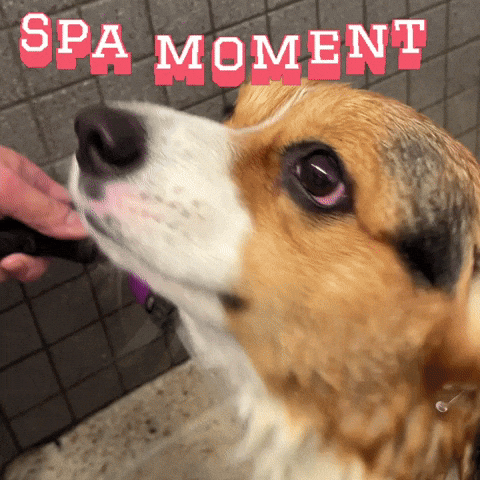 Corgi Milo GIF