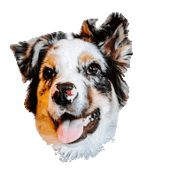 Aussie Obi Sticker by DopeDog