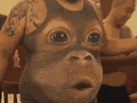 monkey GIF