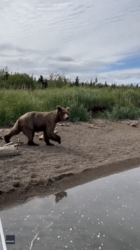 Watchful Mother Bear Takes Cubs on Fishing Trip