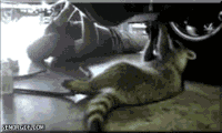 seor mechanic duty reporting GIF