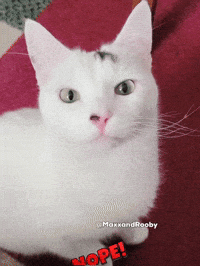 No Way Cat GIF