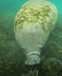 Hungry Nom Nom GIF