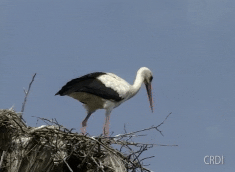 Stork GIF by CRDI. Ajuntament de Girona