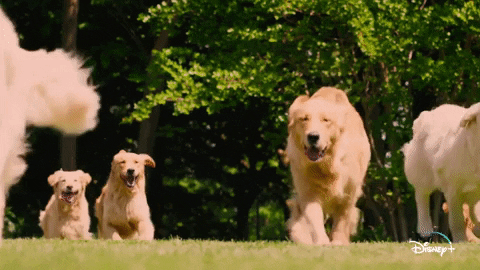 Jeff Goldblum Dogs GIF by National Geographic Channel