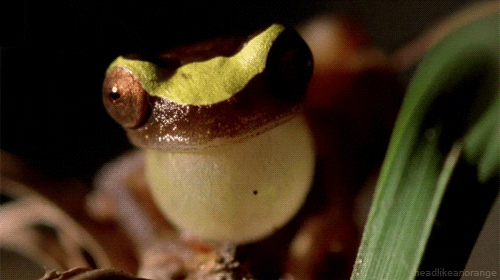 frog GIF by Head Like an Orange