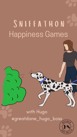 BounceandBella giphyupload dog treats dog games games for dogs GIF
