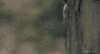 Arnold Schwarzenegger Reaction GIF