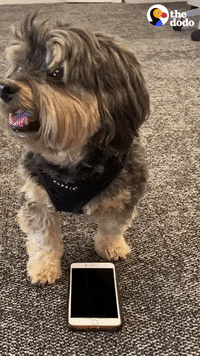 Dog GIF by The Dodo