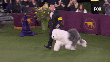 Old English Sheepdog