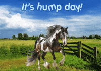 Horses Expressions GIF