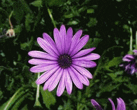 flowers gif GIF