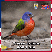 Painted Bunting Bird GIF by U.S. Fish and Wildlife Service