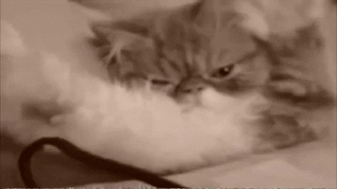 sof GIF