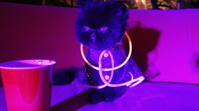 muaddibthecat giphyupload dance cat party GIF
