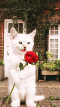 Cats Catslovers GIF