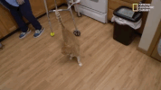 season 8 DRPOL GIF by Nat Geo Wild 