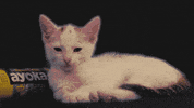 Cat Reaction GIF by ayoka Good Mood Drink