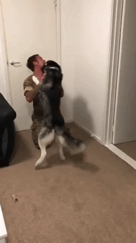 cuteanimalland giphyupload GIF