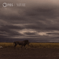 Explore Pbs Nature GIF by Nature on PBS