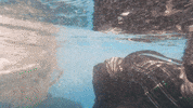 Guitar Swimming GIF by Topshelf Records