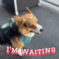 Im Waiting GIF