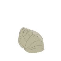 Hermit Crab Animation Sticker by Puffin Rock