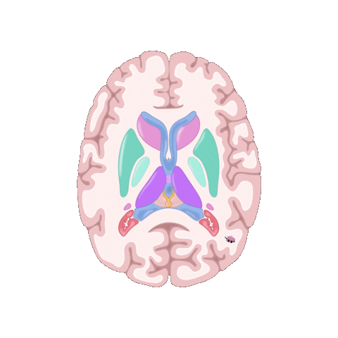 revmed giphygifmaker study student brain Sticker