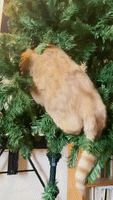 Santa's Helper: Cat Climbs Up Christmas Tree While