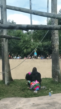 Gorilla Munches on Pinata Stuffing After Gender Reveal at Texas Zoo