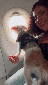 Dog Travel GIF