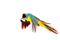fanysalatino brasil tropical macaw arara Sticker