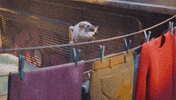 Excited Jump GIF by Bank Of Georgia
