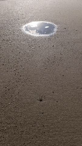 Simongip giphyupload GIF