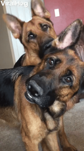 Synchronized Head Tilts By Handsome Shepherds