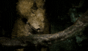 Dinosaur GIF by PBS