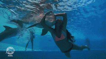 swim dolphins GIF by Dolphin Discovery