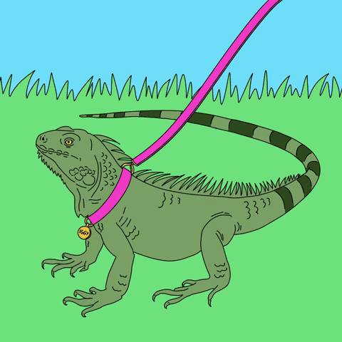 Iggy the iguana