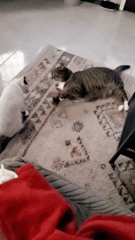 rudolffling  GIF