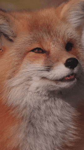 Red Fox GIF by Valley Zoo Development Society