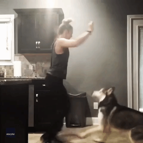 Light on His Paws: Excited Husky Has a Dance-Off With Owner