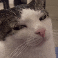 Cat Judging GIF