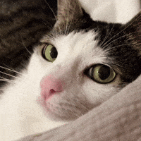 Smirk GIF